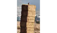 Saman Değil, Doğal Güvenlik Kulübesi!