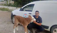 Amasya DSYB Eymir Köyü’nde Buzağıları Kayıt Altına Aldı