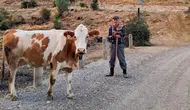 Amasya Hayvancılığında 14 Bin 514 Uygulama