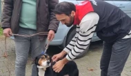 Hamamözü’nde Köpeklere Mikroçip Uygulaması Yapıldı