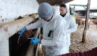Suluova’da İthal Sığırlara Sağlık Taraması