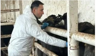Suluova’da Hayvan Sağlığı İçin Titiz Çalışma