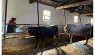 Suluova’da Tarım Ekipleri Sahaya İndi!