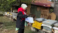 Amasya’da Arı Kovanı Sayımı Yapıldı