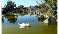 Yedikır Suluova’da mı, Merzifon’da mı Parlar?