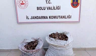 Salyangoz Toplarken Suçüstü Yakalandılar