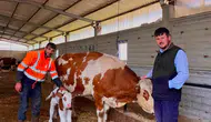 Amasya’da Suni Tohumlama Çalışmaları Meyvesini Verdi