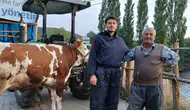 Amasya’da Hayvan Islahı Sahada