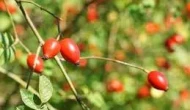 Merzifon’un Kuşburnu Marmelatı Tescilleniyor!