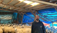 Merzifon’da 19 Koyunla Başladı, 400’e Yaklaştı