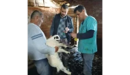Amasya’da Küçükbaş Hayvancılığa Destek!