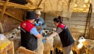 Amasya’da Küçükbaş Hayvanlara Sağlık Seferberliği