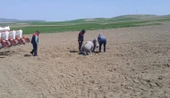 Merzifon’da Çiftçiye Sahada Teknik Destek