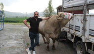 Dev Tosun İçin Rekor Fiyat İstendi