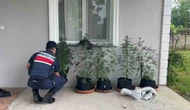 Eve Kurduğu Düzenekle Kenevir Yetiştiren Şahıs Yakalandı