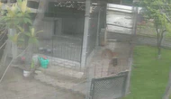 Tilki Dehşeti 14 Tavuk Telef Oldu