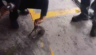 Otomobilin Motoruna Giren Yavru Kedi Kurtarıldı