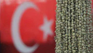 Amasya’nın ‘Sarı Altını’ Tehlikede