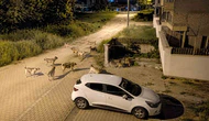 Mahallede Köpek Alarmı!