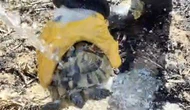 Yangında Mahsur Kalan Kaplumbağayı İtfaiye Kurtardı