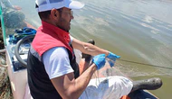 Çorum'da Kaçak Avcılığa Geçit Yok: 3 Bin 100 Metre Yasa Dışı Ağa El Konuldu