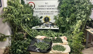 Tütünlerin Arasında 502 Kök Kenevir