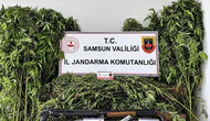 Jandarmadan Operasyon: 756 Kök Kenevir Ele Geçirildi