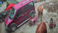Amasya’da Boğa Sağım Makinesini Kaçırdı!