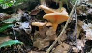 Yağışlarla birlikte artan doğada mantar dikkat