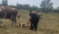 Büyükbaş hayvanın doğumunu jandarma yaptırdı