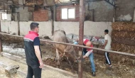Çorum’da hayvan pazarları kapatıldı
