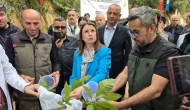Karadeniz’de "katil arılara" karşı "terminatör böceklerle" mücadele