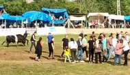 Şampiyon boğa sahibini yaraladı