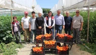 ‘Küçük Antalya’ Amasya’da domates hasadı başladı