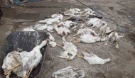 26 Kaz Yan Yana Yaşamını Yitirdi!