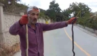 Yılanları elleriyle yakaladı
