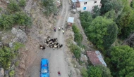 Kaybolan 30 küçükbaş hayvan dron ile bulundu