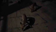 Amasyalı çiftçiden aç kalan tilkilere pasta, kirpilere fıstık