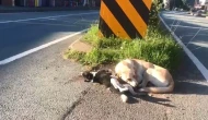 Anne köpek otomobilin çarpması ile telef olan yavrusunun başından ayrılmadı