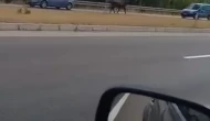 Kesime götürülürken kaçan boğa trafiğe çıktı