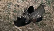 Bahçede iple boğulmuş 3 yavru köpek bulundu
