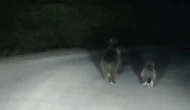 Seyir halindeki otomobilin önüne ayı çıktı