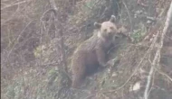 Yavru ayı yolda görüntülendi