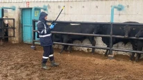 Karamağra’da İthal Hayvan Kontrolü