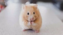 Rüyada Fare Görmek Ne Anlama Gelir? Gizli Düşmanlıklara, Maddi Kayıplara ve Uyarılara Dikkat!