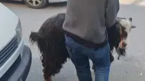 Amasya’da Firari Keçi Panik Ve Kahkaha Dolu Anlar Yaşattı
