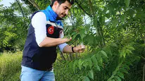 Amasya’da Doğaya Samuray Arıcığı Salındı