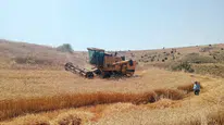 Merzifon’da Hasat Denetimi