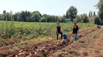 Merzifon’da Patates Üretimine Sıkı Denetim