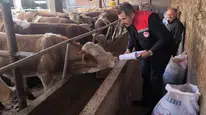 Amasya’da Hayvancılık İşletmelerinde Sıkı Sağlık Kontrolü